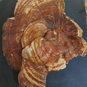 Reishi Mushroom