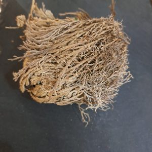 Rose of Jericho Large